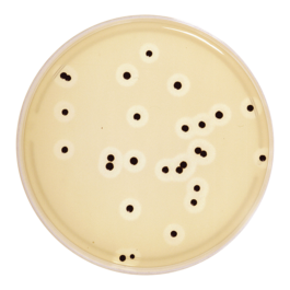 Medio convencional Staphylococcus