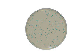 Medio cromogénico Listeria monocytogenes