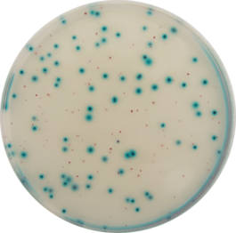 Medio cromogénico para Enterobacteriaceae 