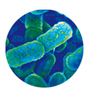 Gestión de Resistencia a los Antimicrobianos
